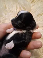 Treasure, AKC girl., a female Pomeranian for sale in Siloam Springs, AR – 2 of 7