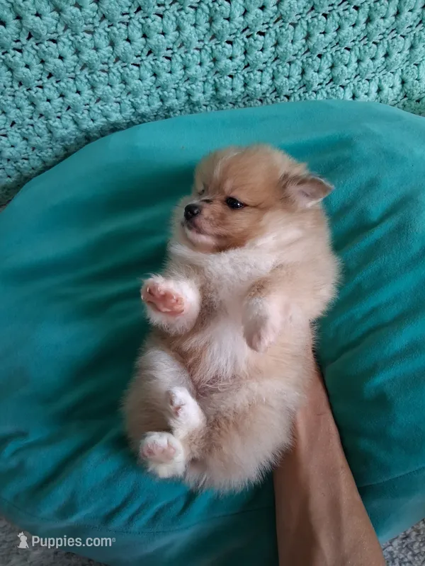 Truffles  – Pomeranian puppy for sale in Siloam Springs, AR