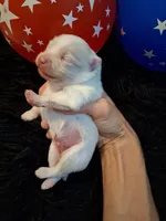 Dream Cloud, a male Pomeranian for sale in Siloam Springs, AR – 3 of 5
