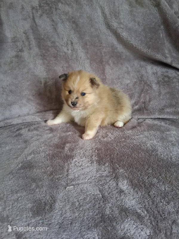 Truffles  – Pomeranian puppy for sale in Siloam Springs, AR