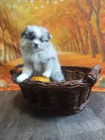 Blue Raspberry*AKC, a male Pomeranian for sale in Siloam Springs, AR – Photo 5 of 5