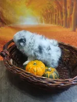 Blue Raspberry*AKC, a male Pomeranian for sale in Siloam Springs, AR – Photo 2 of 5