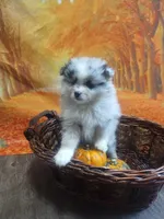 Blue Raspberry*AKC, a male Pomeranian for sale in Siloam Springs, AR – Photo 4 of 5