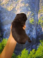 Cherish*AKC Girl, a female Pomeranian for sale in Siloam Springs, AR – 4 of 4