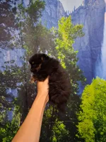 Jazziness*AKC Girl, a female Pomeranian for sale in Siloam Springs, AR – 2 of 10