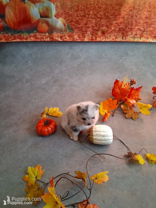 Blue Muffin *AKC boy – Pomeranian puppy for sale in Siloam Springs, AR