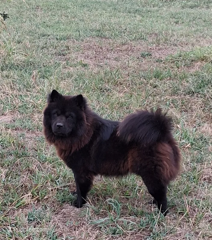 Chanel AKC girl – Chow Chow puppy for sale in Siloam Springs, AR