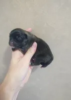 Sophie, a female Pomeranian for sale in Siloam Springs, AR – Photo 2 of 2