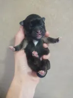 Sophie, a female Pomeranian for sale in Siloam Springs, AR – Photo 1 of 2