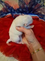 Baby Cloud, a male Pomeranian for sale in Siloam Springs, AR – 2 of 4