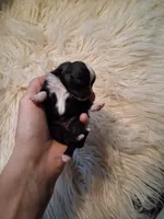 Treasure, AKC girl., a female Pomeranian for sale in Siloam Springs, AR – 3 of 7