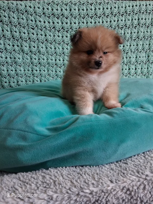 Truffles  – Pomeranian puppy for sale in Siloam Springs, AR