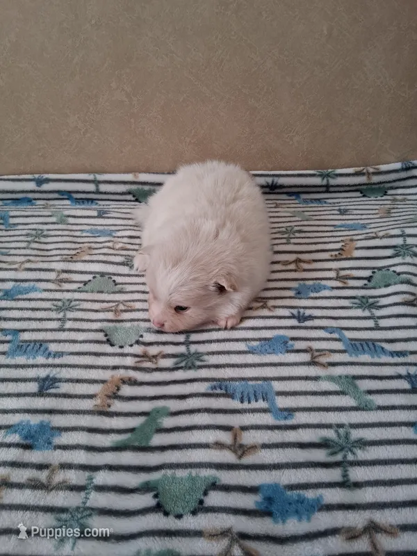 Dream Cloud – Pomeranian puppy for sale in Siloam Springs, AR