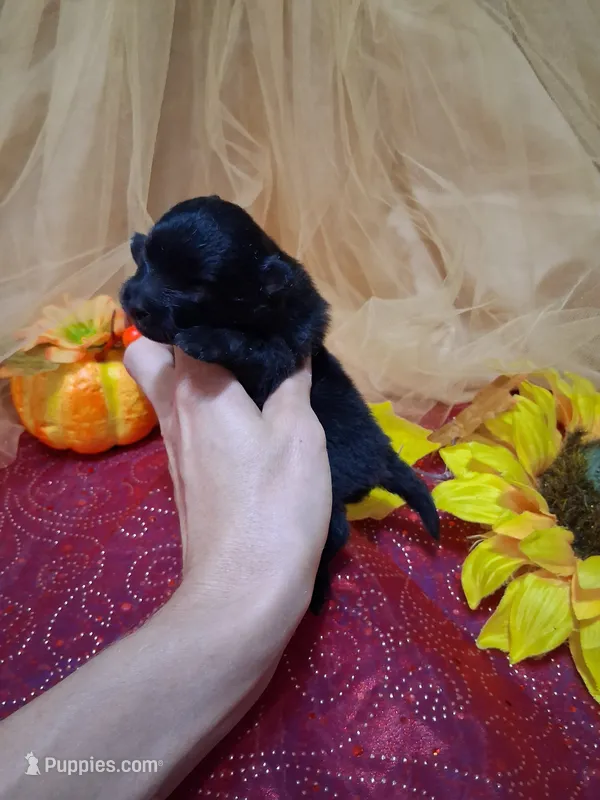 Black Stallion *AKC boy – Pomeranian puppy for sale in Siloam Springs, AR