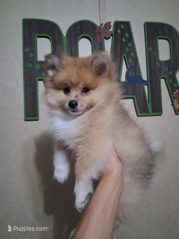 Truffles*ACA boy – Pomeranian puppy for sale in Siloam Springs, AR