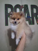Truffles*ACA boy, a male Pomeranian for sale in Siloam Springs, AR – 1 of 4
