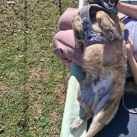 Chase, a male Belgian Malinois for sale in Siloam Springs, AR – 4 of 5