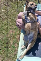 Chase, a male Belgian Malinois for sale in Siloam Springs, AR – Photo 3 of 5