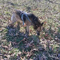Chase, a male Belgian Malinois for sale in Siloam Springs, AR – 5 of 5