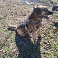 Chase, a male Belgian Malinois for sale in Siloam Springs, AR – 2 of 5