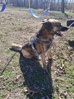 Chase, a male Belgian Malinois for sale in Siloam Springs, AR – Photo 1 of 5