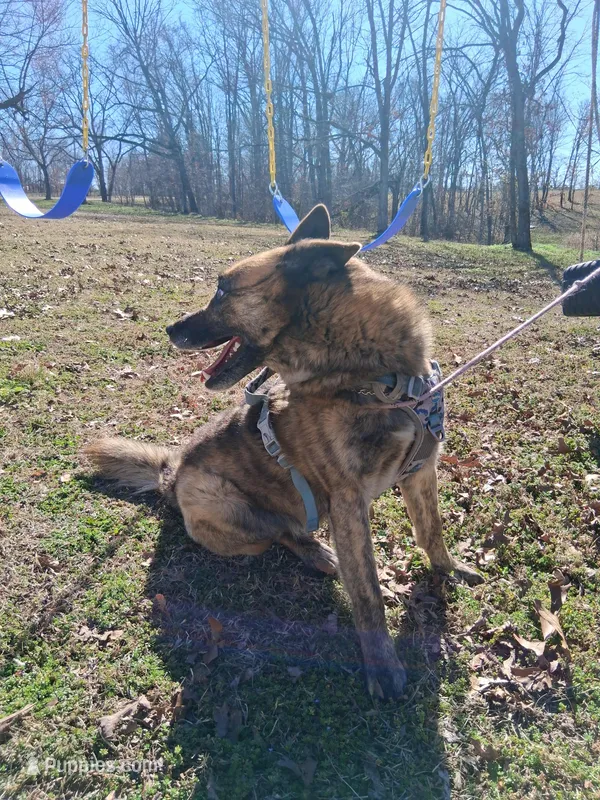 Chase – Belgian Malinois puppy for sale in Siloam Springs, AR