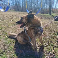Chase, a male Belgian Malinois for sale in Siloam Springs, AR – 3 of 5