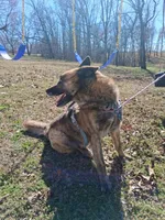 Chase, a male Belgian Malinois for sale in Siloam Springs, AR – Photo 2 of 5
