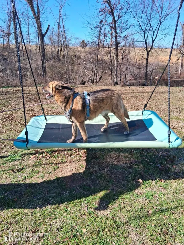 Chase – Belgian Malinois puppy for sale in Siloam Springs, AR