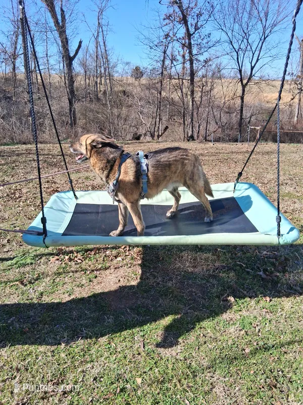 Chase – Belgian Malinois puppy for sale in Siloam Springs, AR