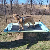 Chase, a male Belgian Malinois for sale in Siloam Springs, AR – 1 of 5