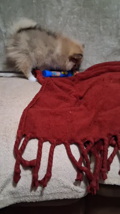Truffles*ACA boy, a male Pomeranian for sale in Siloam Springs, AR – 4 of 4