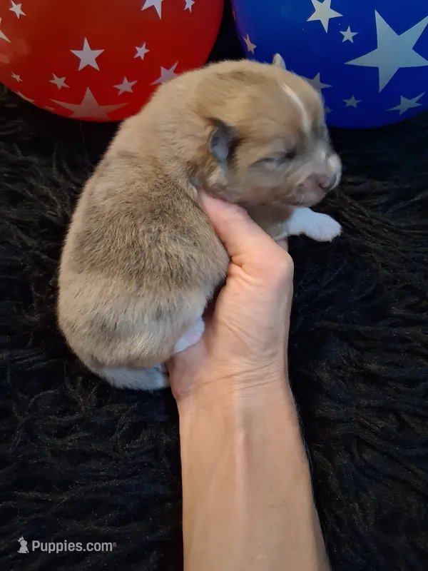 Truffles  – Pomeranian puppy for sale in Siloam Springs, AR
