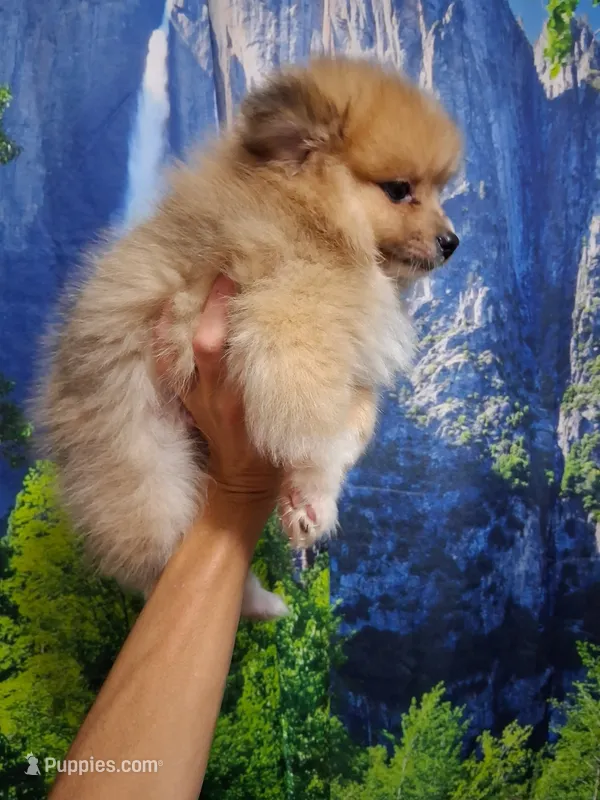 Truffles*ACA boy – Pomeranian puppy for sale in Siloam Springs, AR