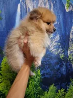 Truffles*ACA boy, a male Pomeranian for sale in Siloam Springs, AR – 5 of 5