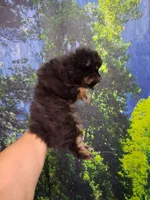 Jazziness*AKC Girl, a female Pomeranian for sale in Siloam Springs, AR – 4 of 10