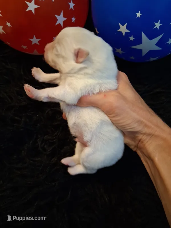 Dream Cloud – Pomeranian puppy for sale in Siloam Springs, AR