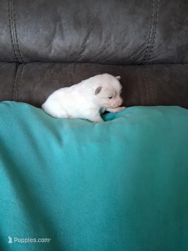 Dream Cloud – Pomeranian puppy for sale in Siloam Springs, AR