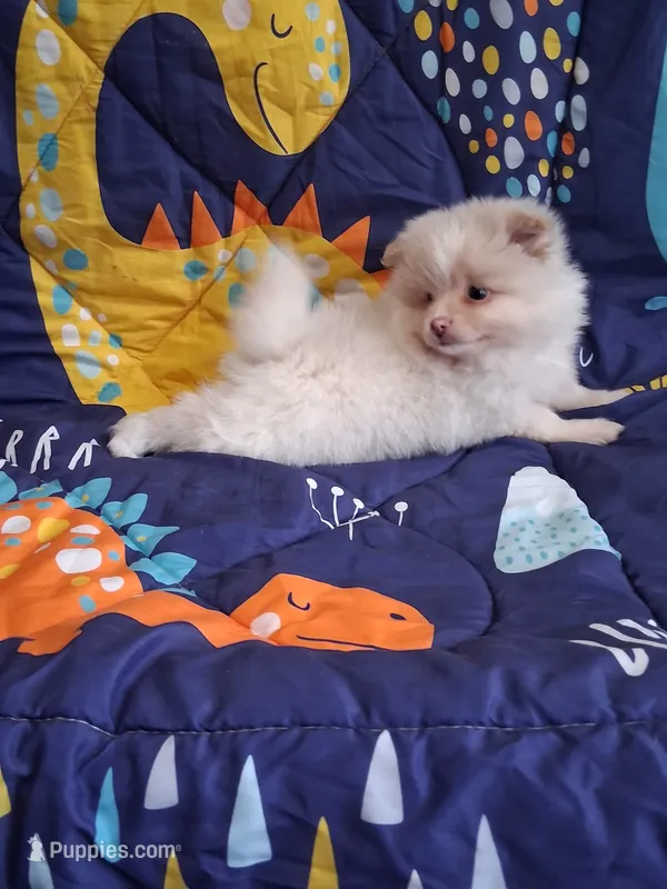 Dream Cloud – Pomeranian puppy for sale in Siloam Springs, AR