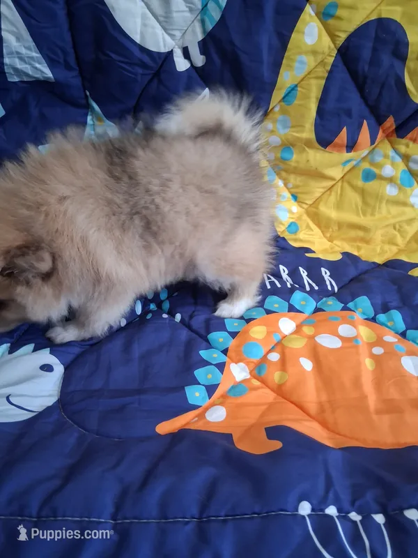 Truffles  – Pomeranian puppy for sale in Siloam Springs, AR