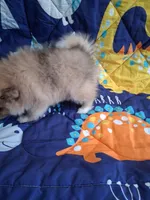 Truffles , a male Pomeranian for sale in Siloam Springs, AR – 4 of 4