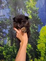 Jazziness*AKC Girl, a female Pomeranian for sale in Siloam Springs, AR – 5 of 10