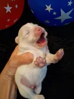 Dream Cloud, a male Pomeranian for sale in Siloam Springs, AR – 2 of 5