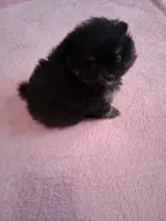 Jazziness*AKC Girl, a female Pomeranian for sale in Siloam Springs, AR – 8 of 10