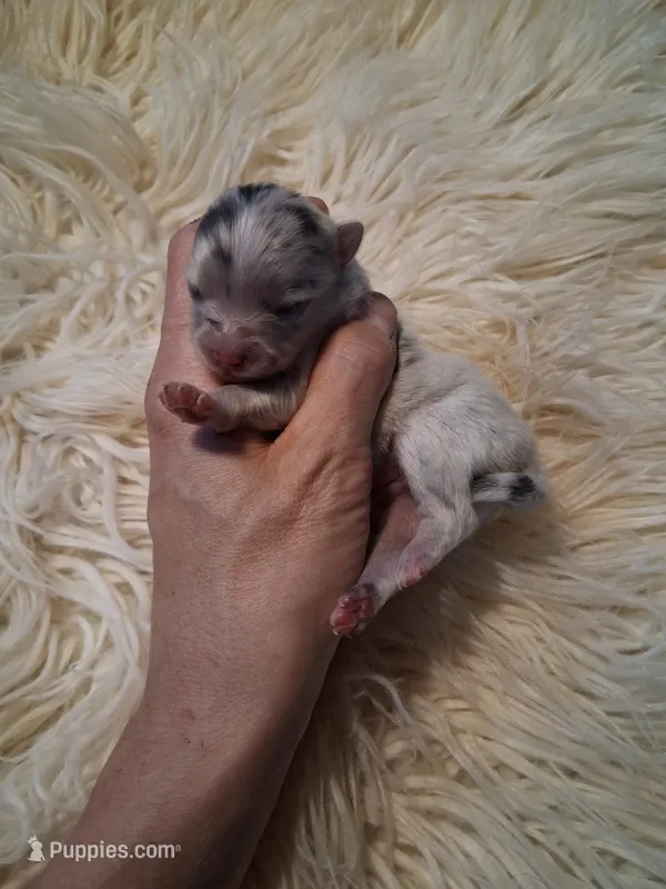 Blue Muffin *AKC boy – Pomeranian puppy for sale in Siloam Springs, AR