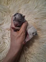 Blue Muffin *AKC boy, a male Pomeranian for sale in Siloam Springs, AR – 1 of 5