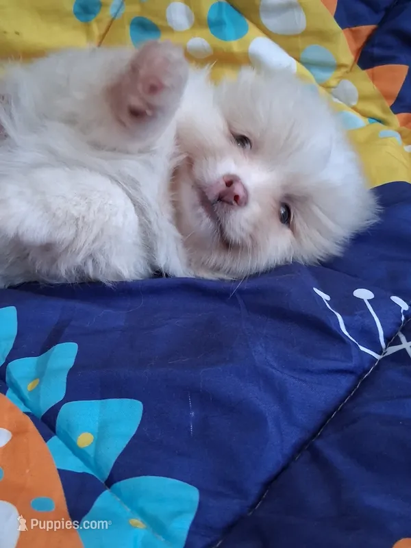 Dream Cloud – Pomeranian puppy for sale in Siloam Springs, AR