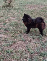 Chanel AKC girl, a female Chow Chow for sale in Siloam Springs, AR – 2 of 3
