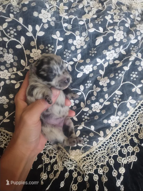 Sky*AkC Blue Merle