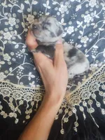 Sky*AkC Blue Merle, a female Pomeranian for sale in Siloam Springs, AR – Photo 3 of 4